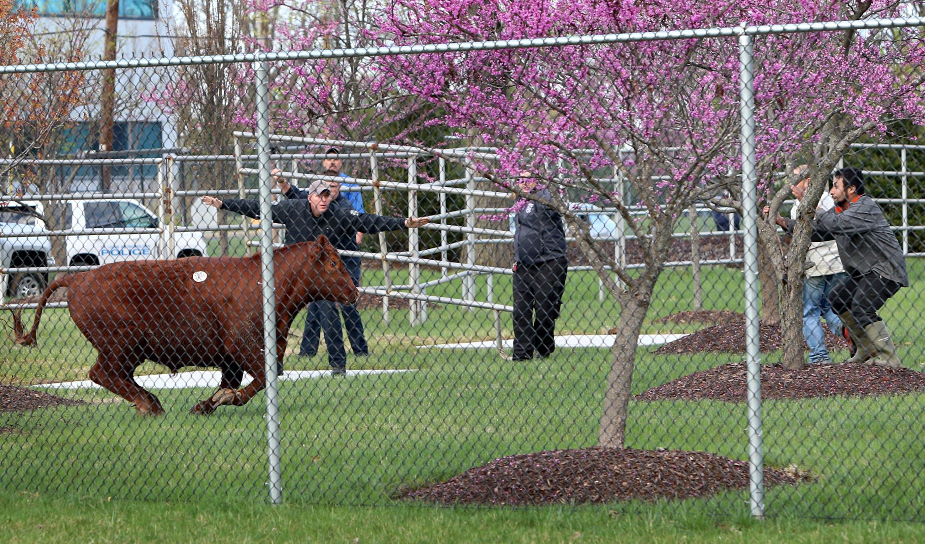 Heifer breaks for freedom